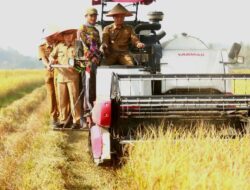 Bupati Pringsewu Panen Raya Corporate Farming Di Pekon Pujodadi 