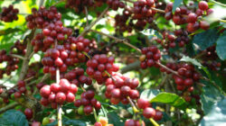 Ulubelu Jadi Motor Produksi Kopi Tanggamus, 2025 Capai 39.239 Ton