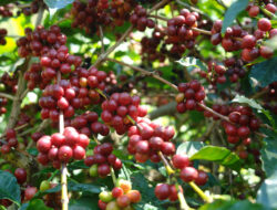 Ulubelu Jadi Motor Produksi Kopi Tanggamus, 2025 Capai 39.239 Ton