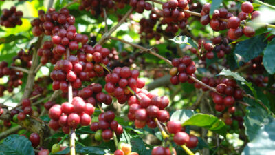 Ulubelu Jadi Motor Produksi Kopi Tanggamus, 2025 Capai 39.239 Ton