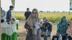 Meski Kemarau, Petani di Mesuji Masih Bisa Panen 8 Ton Per hektare