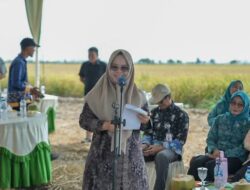 Meski Kemarau, Petani di Mesuji Masih Bisa Panen 8 Ton Per hektare
